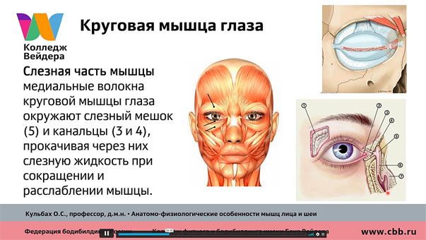 Анатомо-физиологические особенности строения, лекция 2
